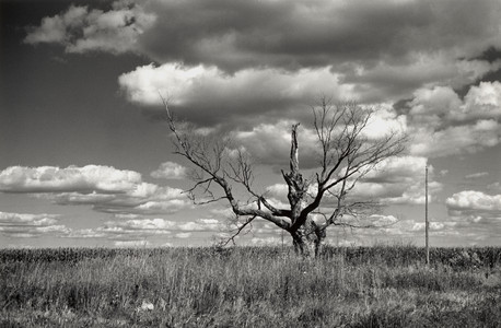 20250825-1-17-Trunk_Lines.jpg