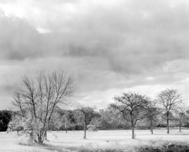 20261016-1-22-Treesunous.jpg