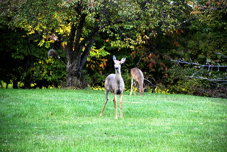 20100923-0030-Catskills_Peekamoose.jpg