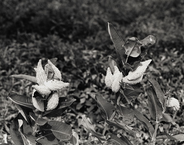 20260812-1-07-Blooming.jpg